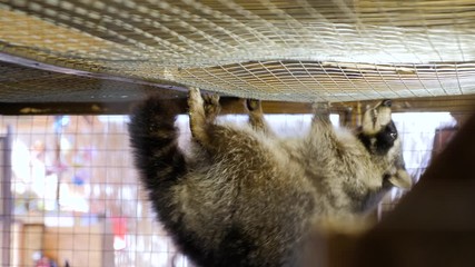Raccoon in a cage at the contact zoo at daytime.