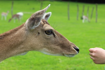 portrait of a deer
