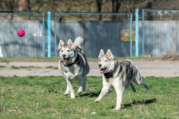 the dog is jumping for the ball. Husky is jumping. Siberian Husky