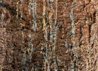 Closeup texture of tree bark with cracks pattern, abstract background