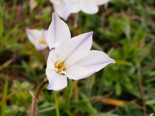 Fototapeta premium ハナニラの花 ホワイトスター