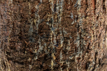 Closeup texture of tree bark with cracks pattern, abstract background