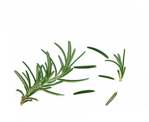 fresh rosemary isolated on white background(top view)