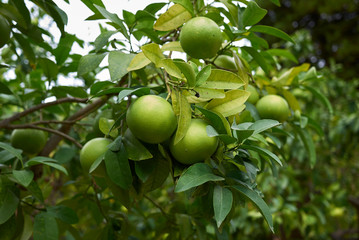 Citrus × paradisi