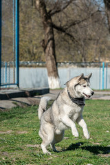 the dog is jumping for the ball. Husky is jumping. Siberian Husky