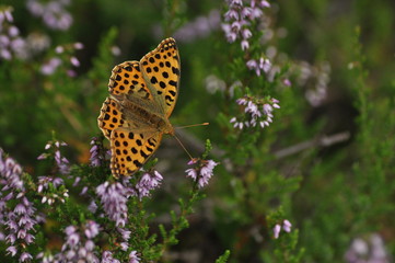 Obraz premium Dark green fritillary butterfly sitting on the heather in the forest. Insect with orange wings with black spots