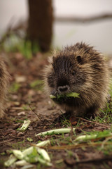 エサを食べる子供のヌートリア
