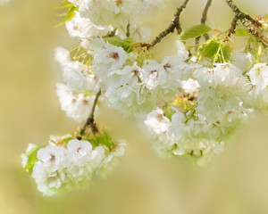White Cherry Blossom