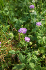 Knautia maxima