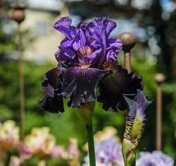 Iris germanica.  Closeup of flower bearded iris 