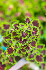 autumn leaves nature background 