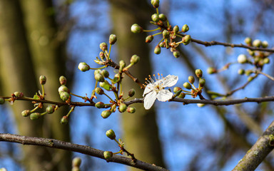 Frühling