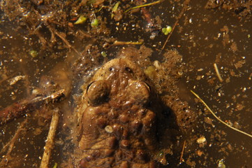 Toad. Amphibian during the spring awakening and mating