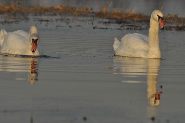 Swans swimming on the river. A pair of birds on the water. Love and faithfulness.