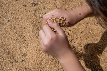 wheat grains in palms