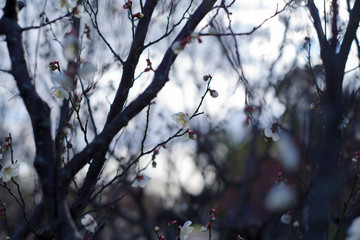 梅の花