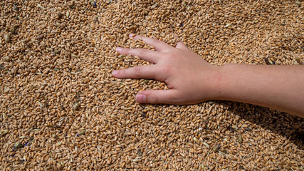 wheat grains in palms