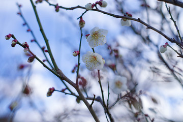 梅の花