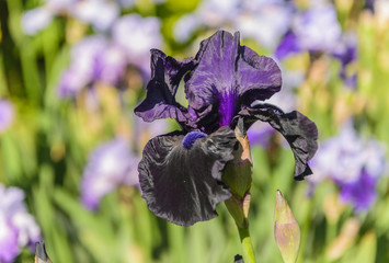 Iris germanica. Closeup of flower bearded iris 