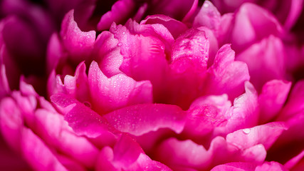 Peony. Peony close-up. Red Spring Flower.