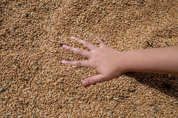 wheat grains in palms