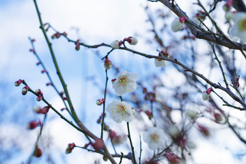 梅の花