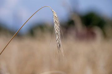 Plakat ripe ears of wheat on the field