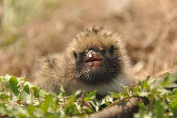 Tern chick waiting for food from their parents in a nest on the ground.