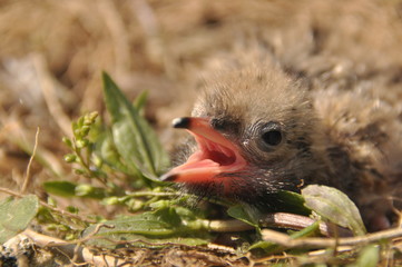 Tern chick waiting for food from their parents in a nest on the ground.