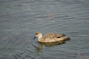 Patagonian crested duck in the coast of Puerto Natales.