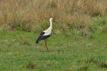 The white stork looking for food in the meadow. Long red legs and beak. Mowing the meadows.