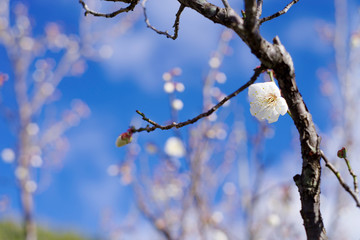 青空と梅の花