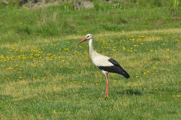 The white stork looking for food in the meadow. Long red legs and beak. Mowing the meadows.