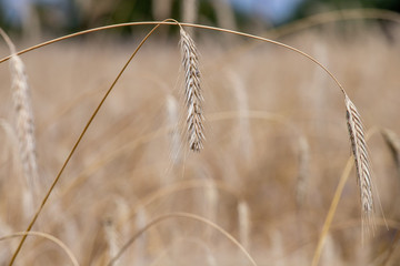 Obraz premium ripe ears of wheat on the field