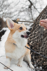 dog corgi branches snow winter