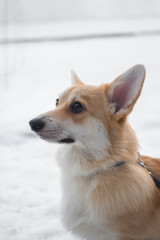 dog corgi branches snow winter