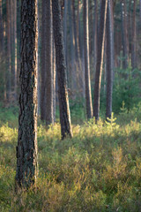 Obraz premium Beautiful Sunlight in Forest perfect background