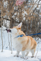 dog corgi branches snow winter