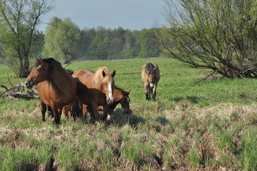 Workhorse. Grazing in the pasture. Meadow in the valley of the Bug.