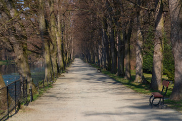 Fototapeta premium Path in a park lined with trees and benches.