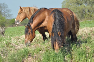 Fototapeta premium Workhorse. Grazing in the pasture. Meadow in the valley of the Bug.