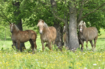 Workhorse. Grazing in the pasture. Meadow in the valley of the Bug.
