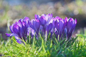 Beautiful flowers of blue crocuses grow in green grass