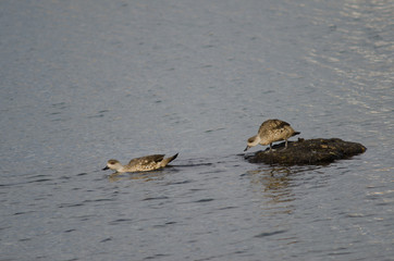 Patagonian crested ducks in the coast of Puerto Natales.