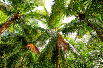 Thickets of palm trees in the park