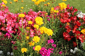 Beautiful flowers red begonia and yellow carnations are planted in the flowerbed