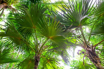Thickets of palm trees in the park