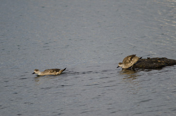 Patagonian crested ducks in the coast of Puerto Natales.