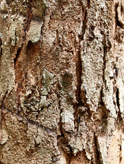 Bark on a palm tree as a background.