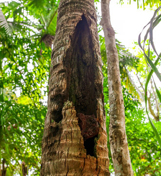 Burnt bark on a palm tree in a park.